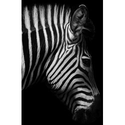 Toile ZEBRE